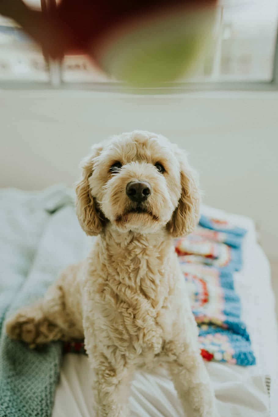 可愛又親密的金毛oodle幼犬 壁紙 — 一隻毛茸茸的奶油色狗專注地坐在鋪滿彩色毯子的床上，期待地抬頭仰望。
