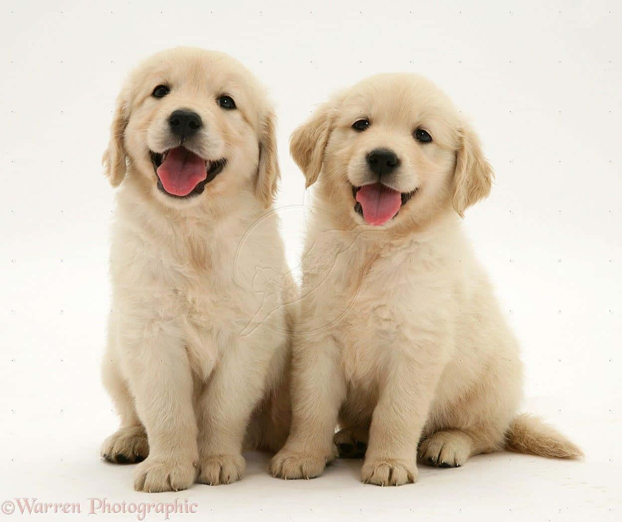 可愛又親密的金毛幼犬 壁紙 — 兩隻毛茸茸的金毛尋回犬幼犬並排坐在白色背景上，表情歡樂，伸出舌頭。