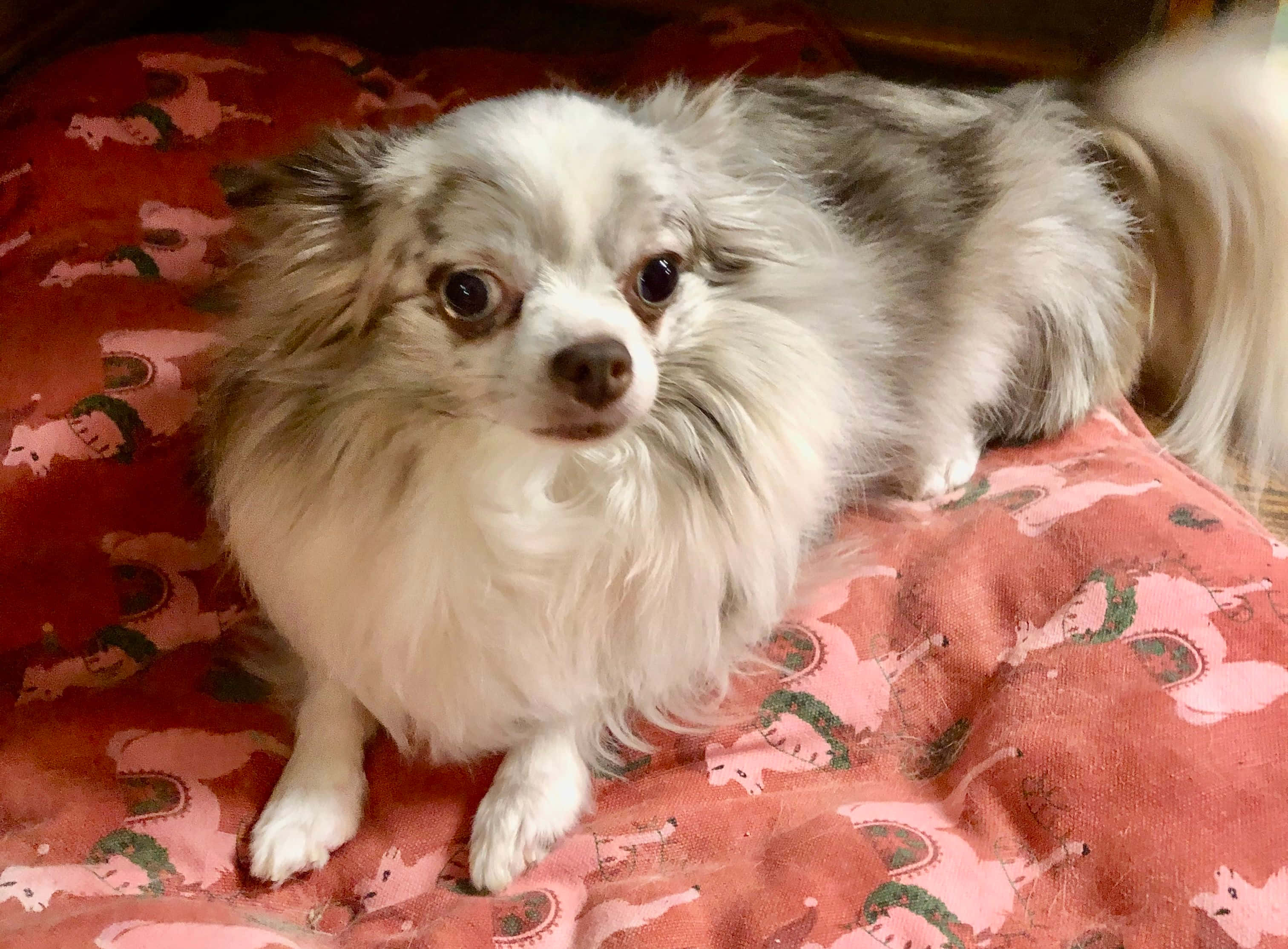 可愛吉娃娃幼犬在公園享受陽光 壁紙 — 一隻毛茸茸的白色和灰色蝴蝶犬，有著大大的黑色眼睛，專注地坐在紅色圖案毯子上。