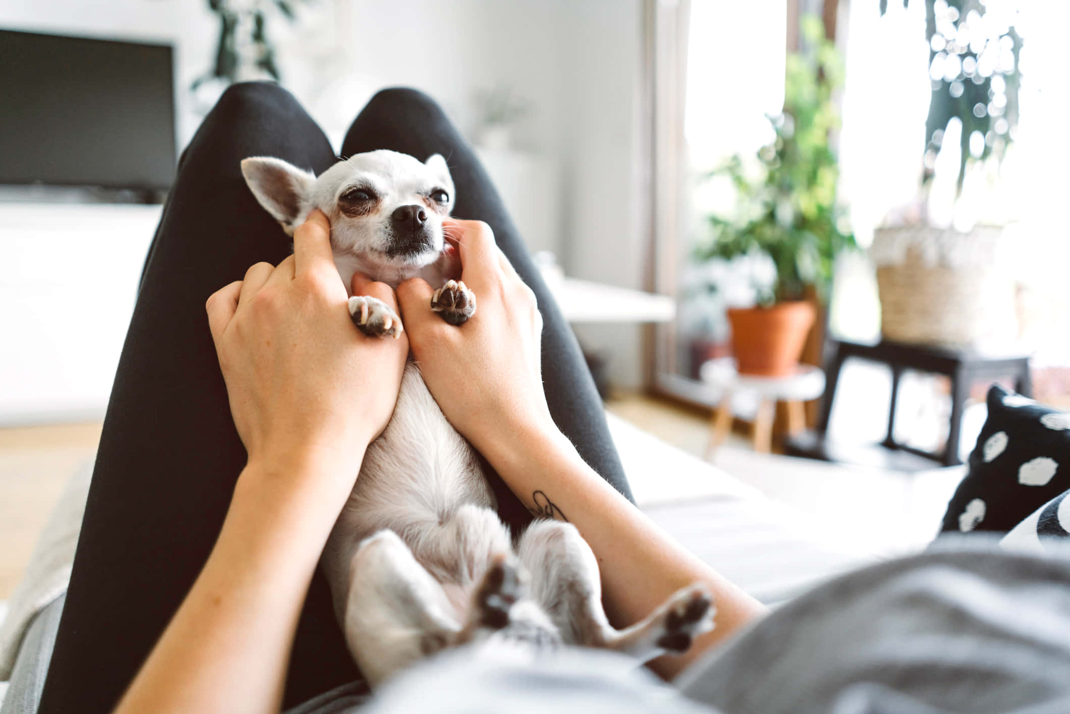 可愛吉娃娃幼犬窩在床鋪中 壁紙 — 一個人在明亮舒適的客廳裡，懷裡抱著一隻白色小吉娃娃，周圍有植物和柔和自然光。