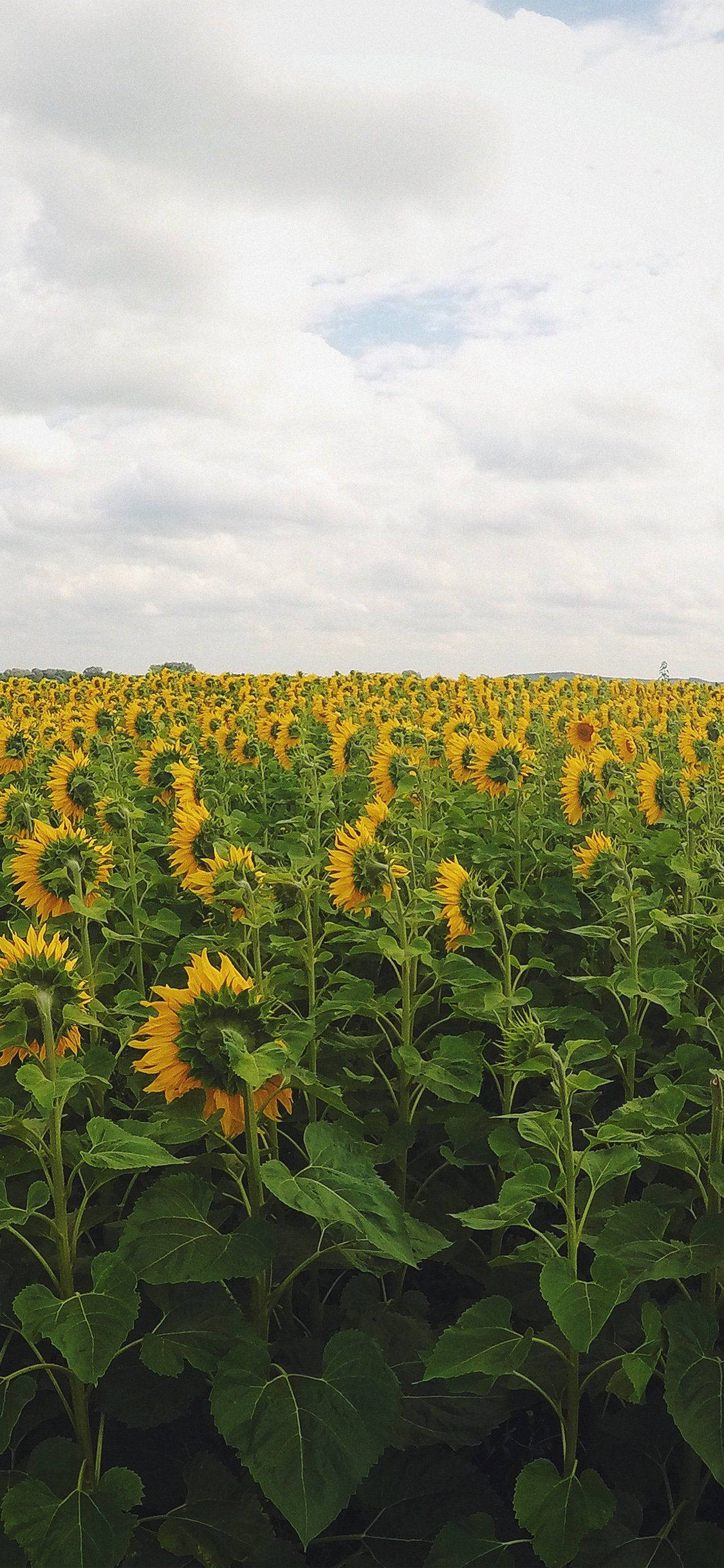 可愛向日葵 iPhone 背景 壁紙 — 一片廣闊的向日葵田在陰天天空下延伸，有綠色莖幹和鮮黃色花瓣。