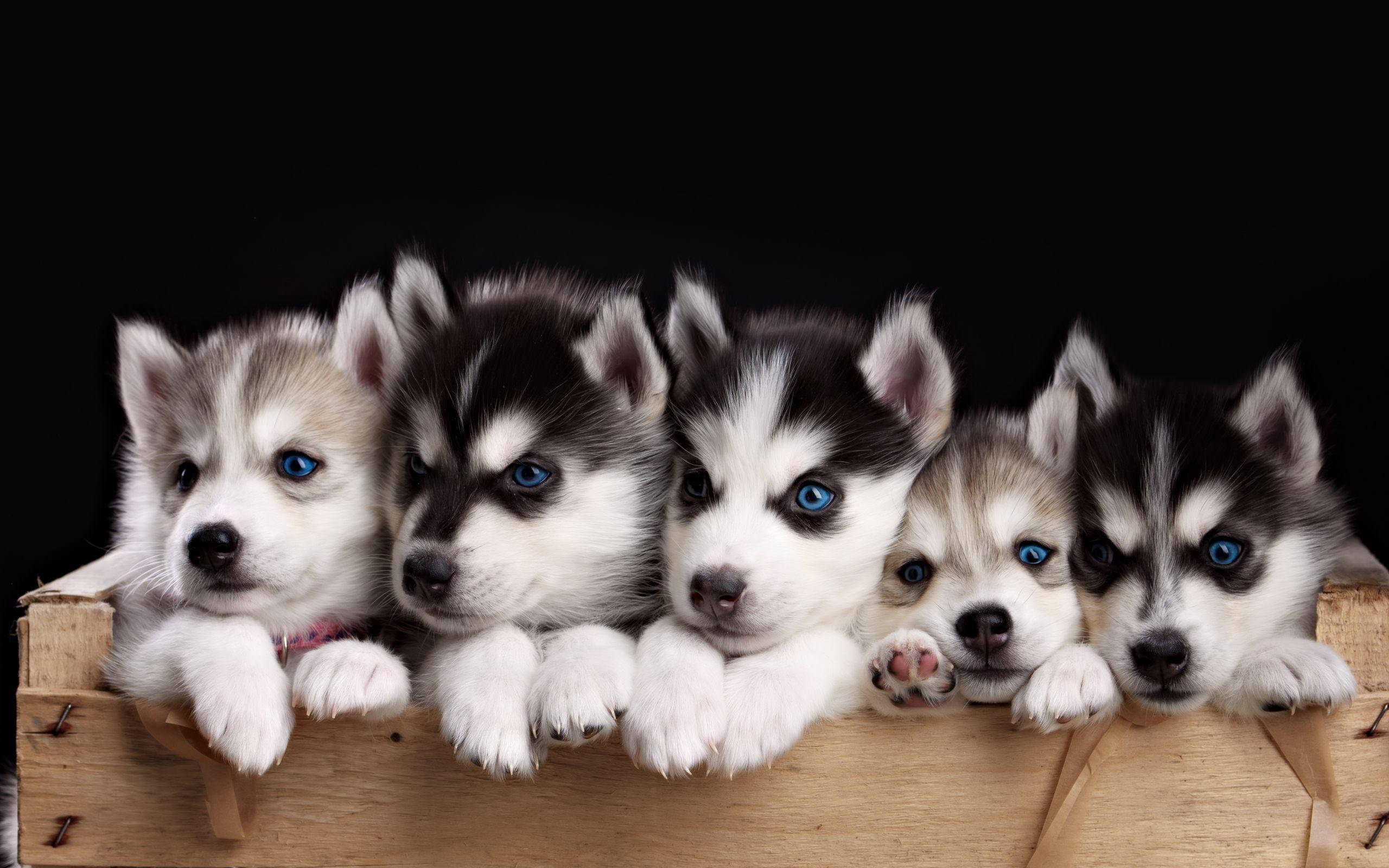 可愛哈士奇幼犬箱中休憩 壁紙 — 五隻可愛的哈士奇幼犬，有著引人注目的藍色眼睛，從一個質樸的木箱邊緣探出頭來，背景為黑色。