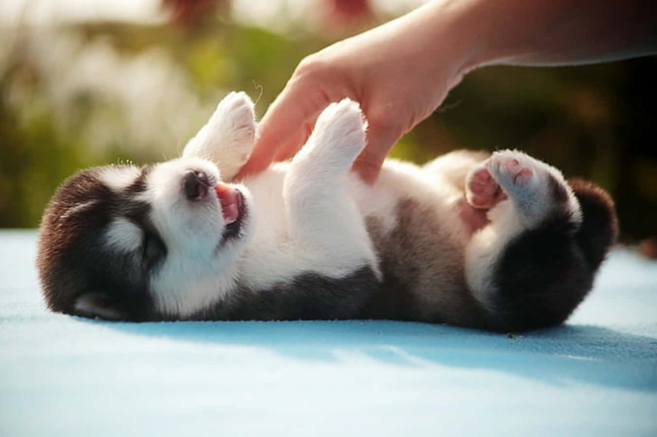 一隻哈士奇幼犬仰臥在藍色毯子上，被一隻手撫摸。