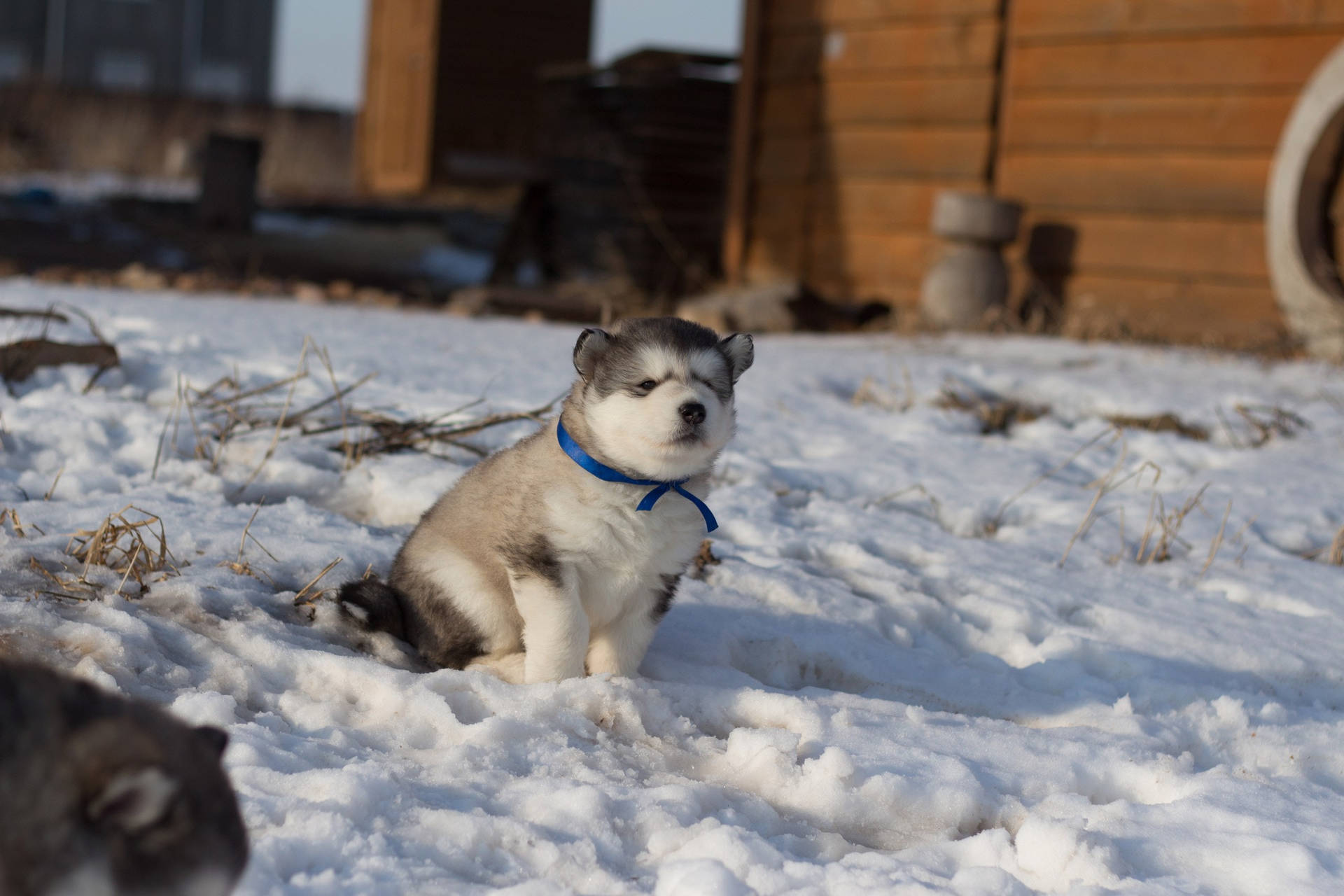 毛茸茸的哈士奇幼犬戴著藍色項圈，坐在夕陽下木屋附近的雪地裡。