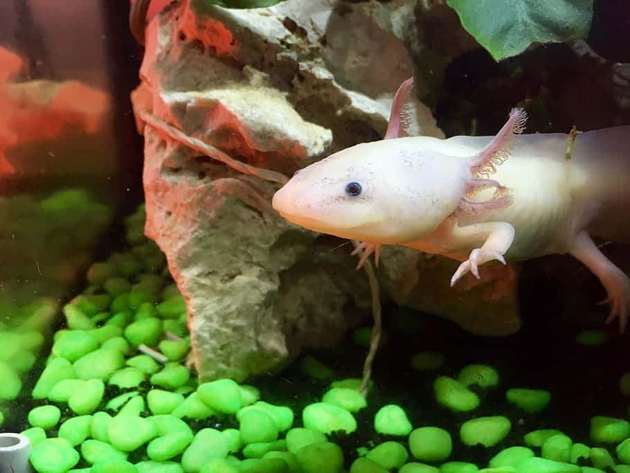 可愛墨西哥鰻螈幼體水族箱照 壁紙 — 一隻淺色蠑螈在一個有發光綠色礫石和茂密綠色植物的水族箱中，優雅地在岩石附近游動。