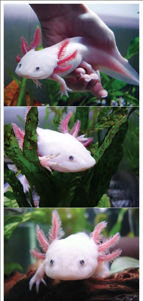 一隻白色六角恐龍，帶有粉紅色鰓，在水族箱中綠色水生植物間游動。