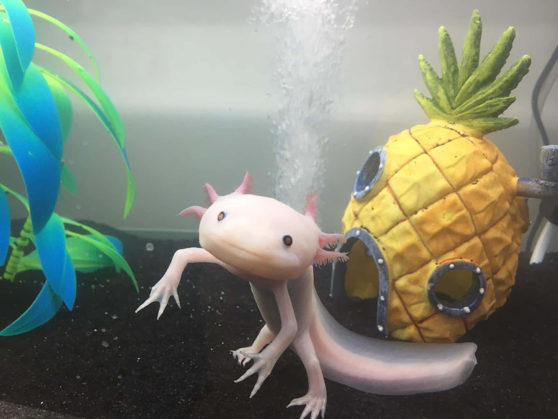 淺色蠑螈喺魚缸入面嘅菠蘿屋附近游水，有植物同氣泡。