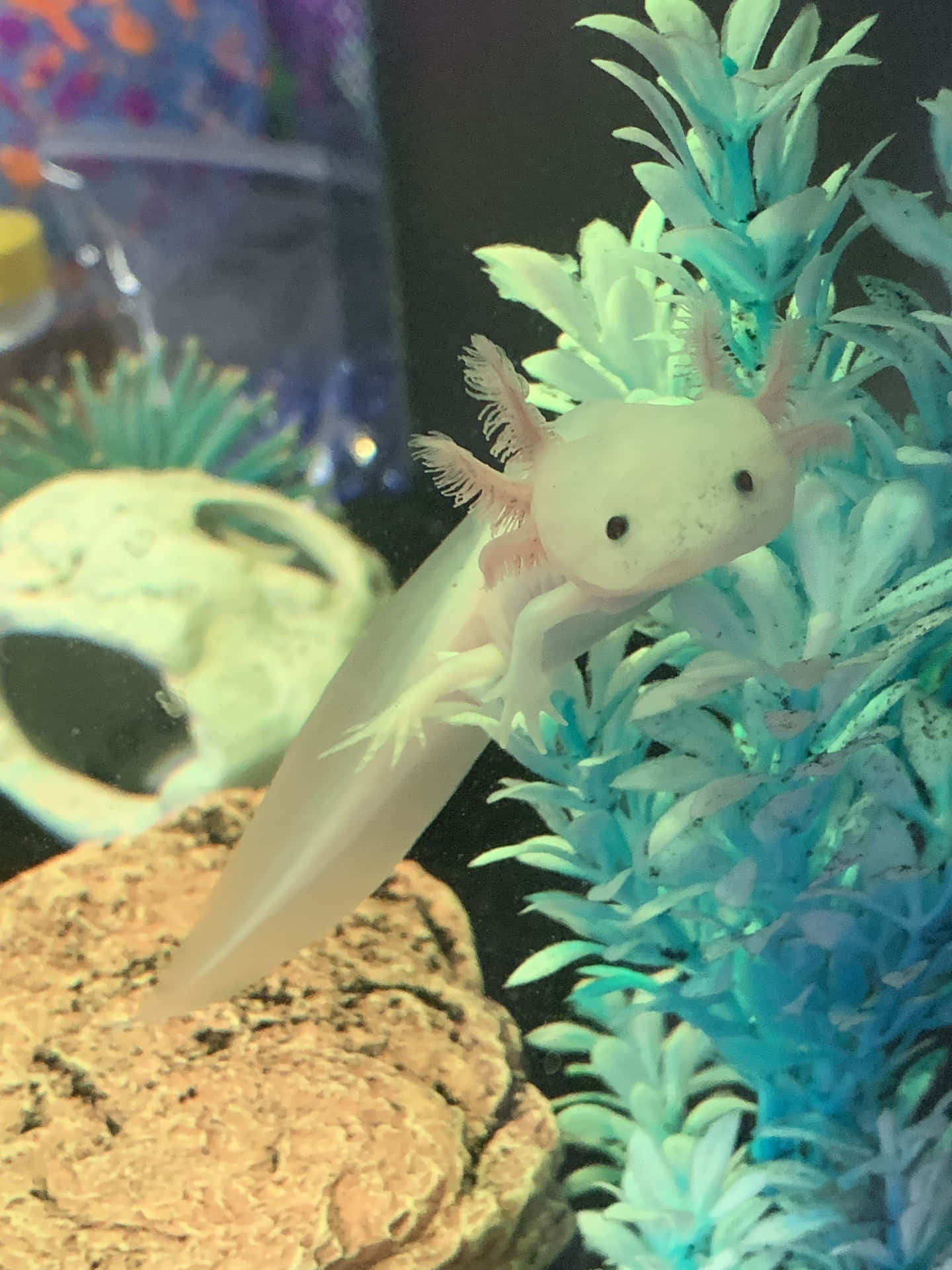 蒼白的墨西哥鈍口螈，帶有羽毛狀的鰓，在水族箱中靠近藍綠色植物游泳。