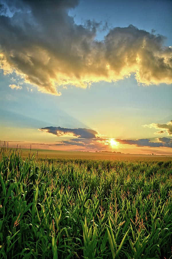 可愛大地圖景 壁紙 — 夕陽穿過戲劇性的雲層，照耀著延伸到地平線的廣闊綠色玉米田。