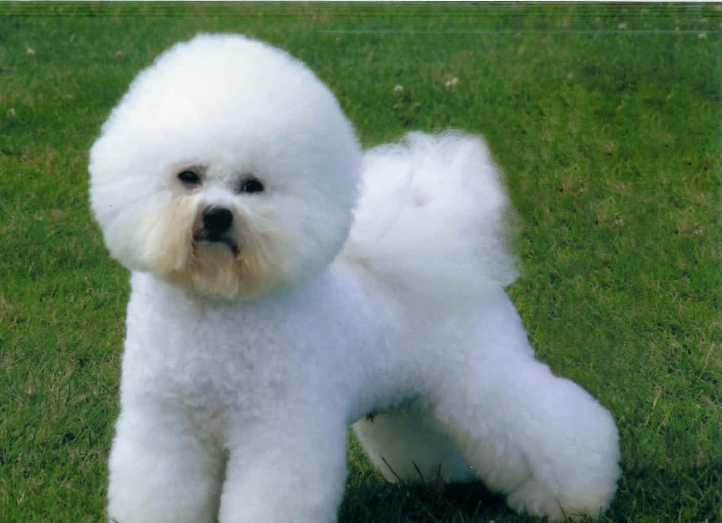 毛茸茸的白色比熊犬站在綠色草地上。