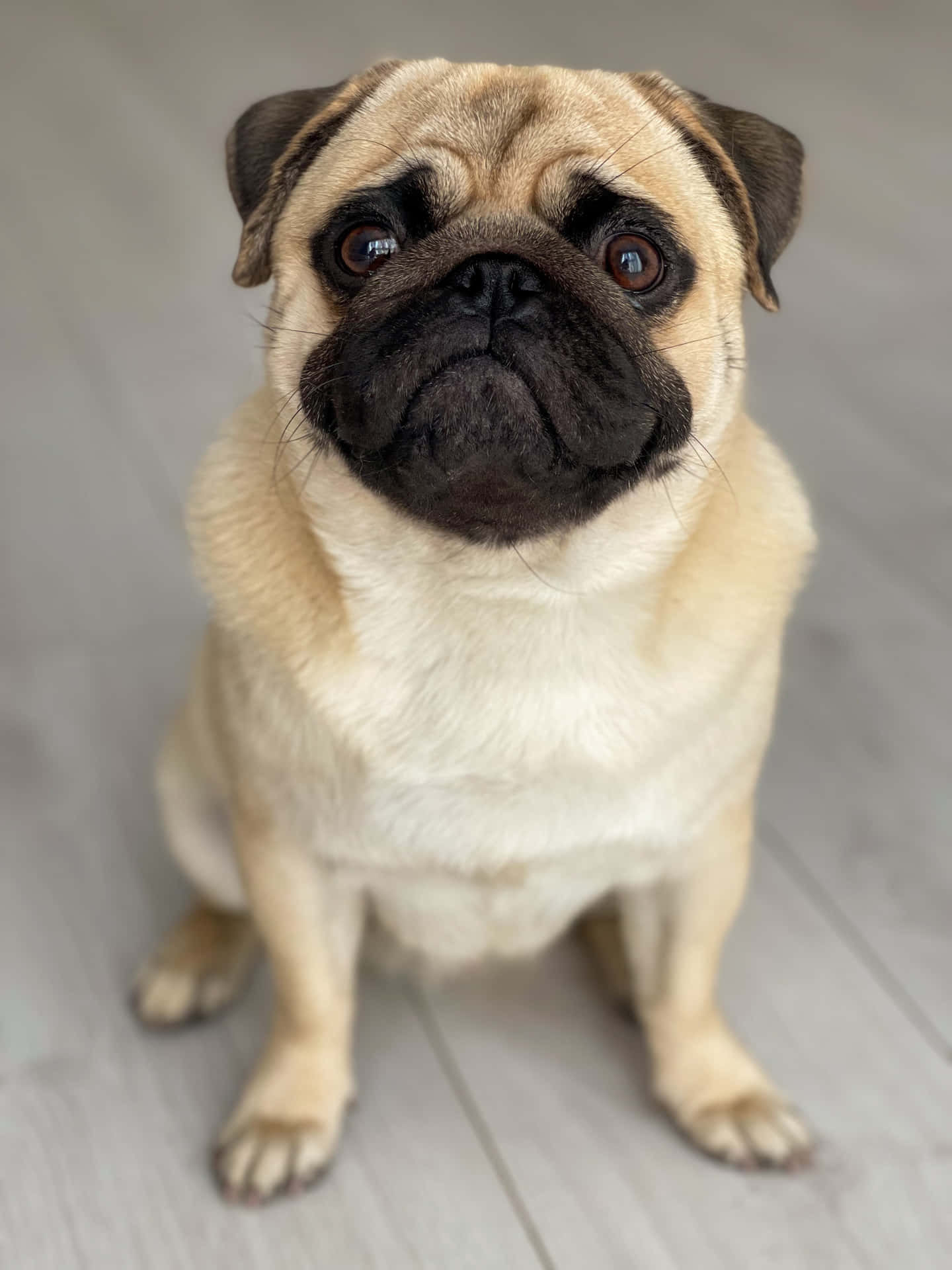 一隻帶有黑色口鼻的淺黃色八哥犬坐在淺灰色木地板上看著鏡頭。