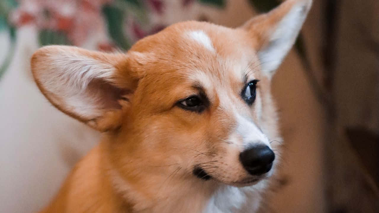 可愛威爾士柯基幼犬特寫 壁紙 — 一隻毛茸茸嘅淺棕白色哥基犬嘅特寫，豎起耳朵，若有所思咁望住側邊。