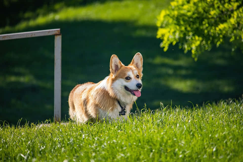 可愛威爾士柯基犬戶外 壁紙 — 一隻快樂的哥基犬，豎起耳朵，伸出粉紅色舌頭，在明媚陽光下躺在鮮綠的草地上休息。