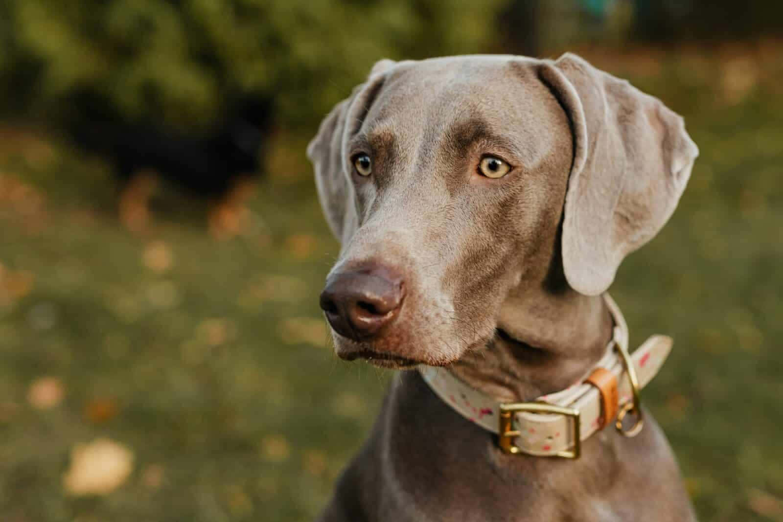 一隻灰色威瑪獵犬，有琥珀色眼睛，喺戶外戴住有圖案嘅頸圈。