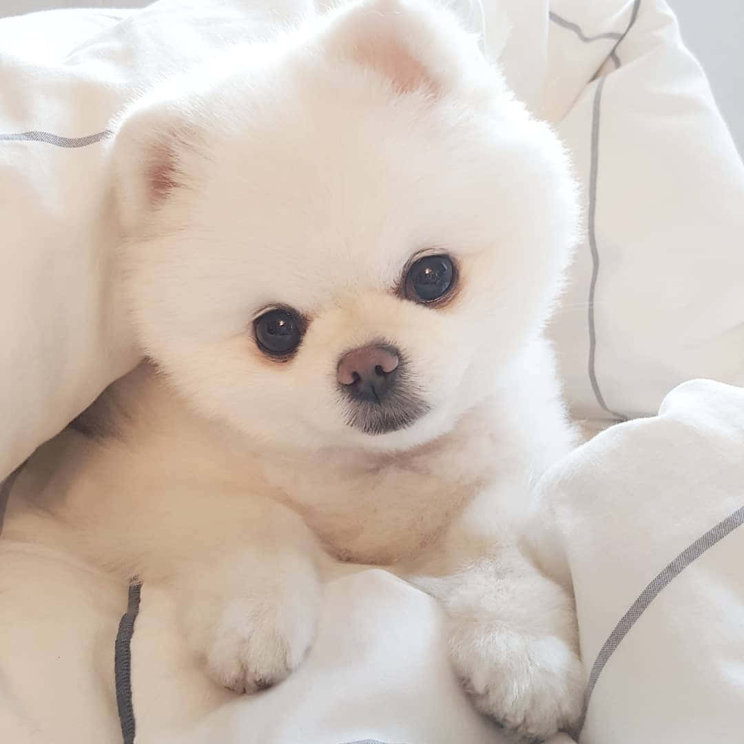 毛茸茸的白色幼犬，有著大大的深色眼睛，躺在柔軟的白色寢具上休息。