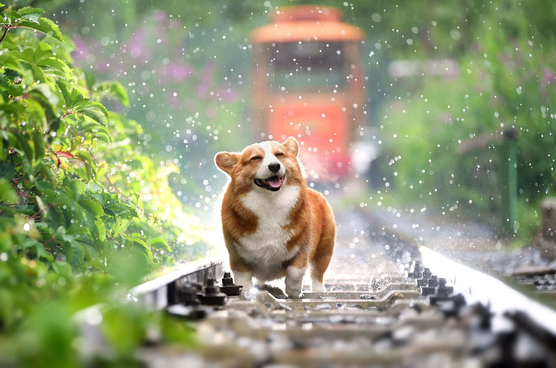 一隻快樂的哥基犬在雨林中濕漉漉的火車軌道上奔跑。