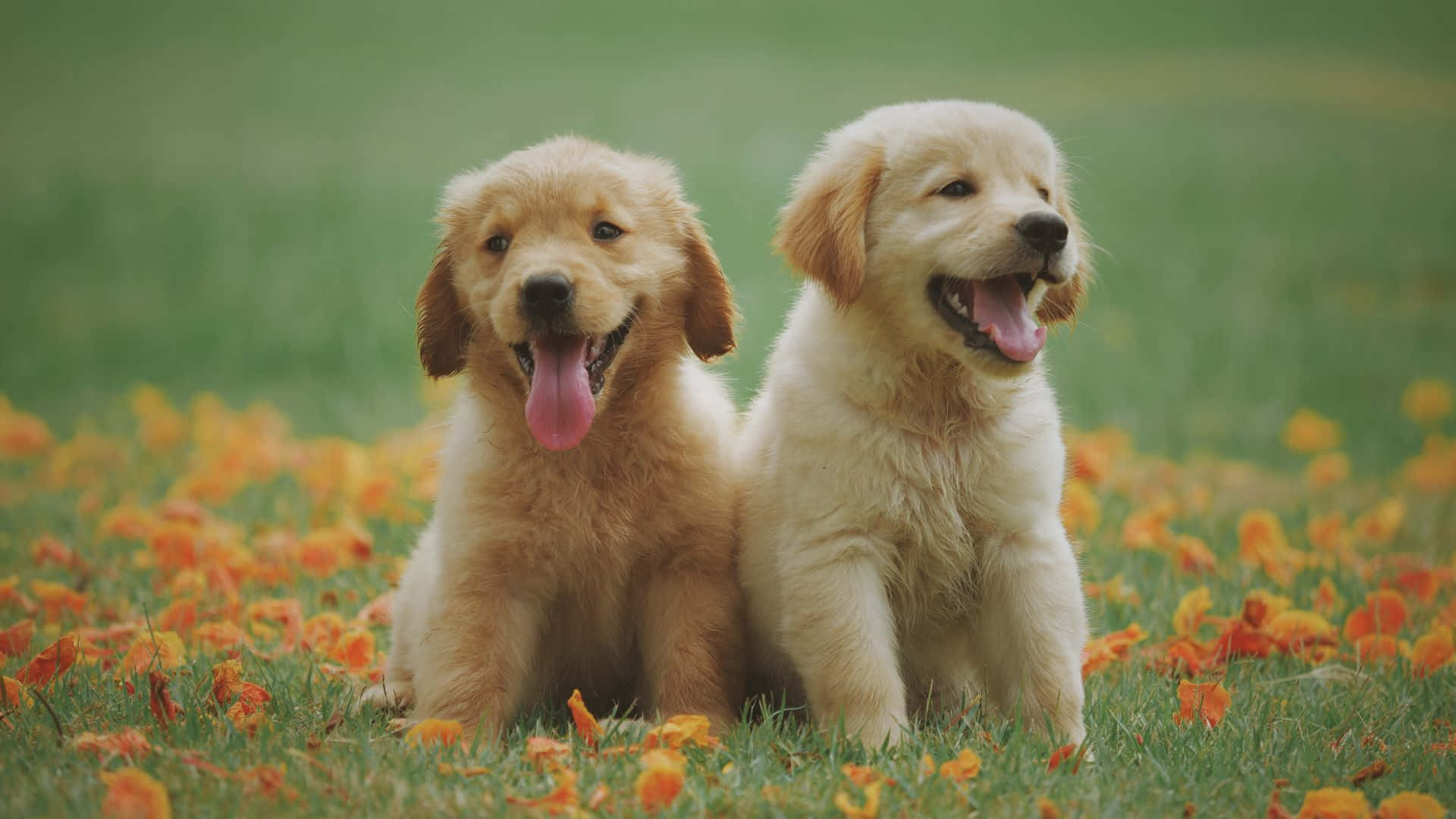 兩隻金毛尋回犬幼犬坐在草地上，旁邊有橙色葉子
