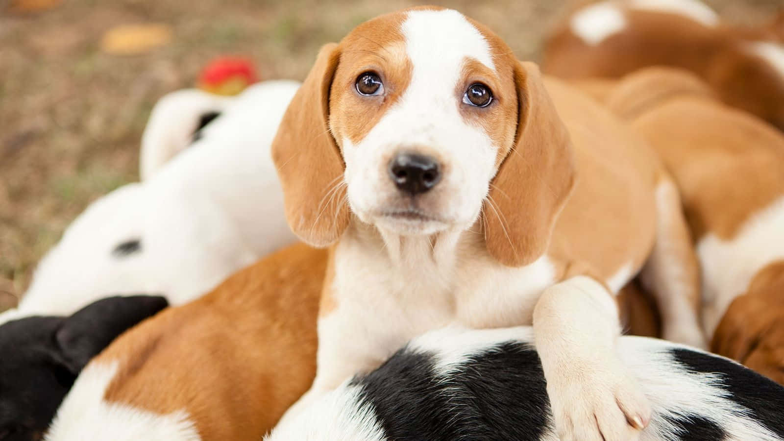一隻大眼睛的年輕比格犬幼犬坐在草地上，與同伴在一起。