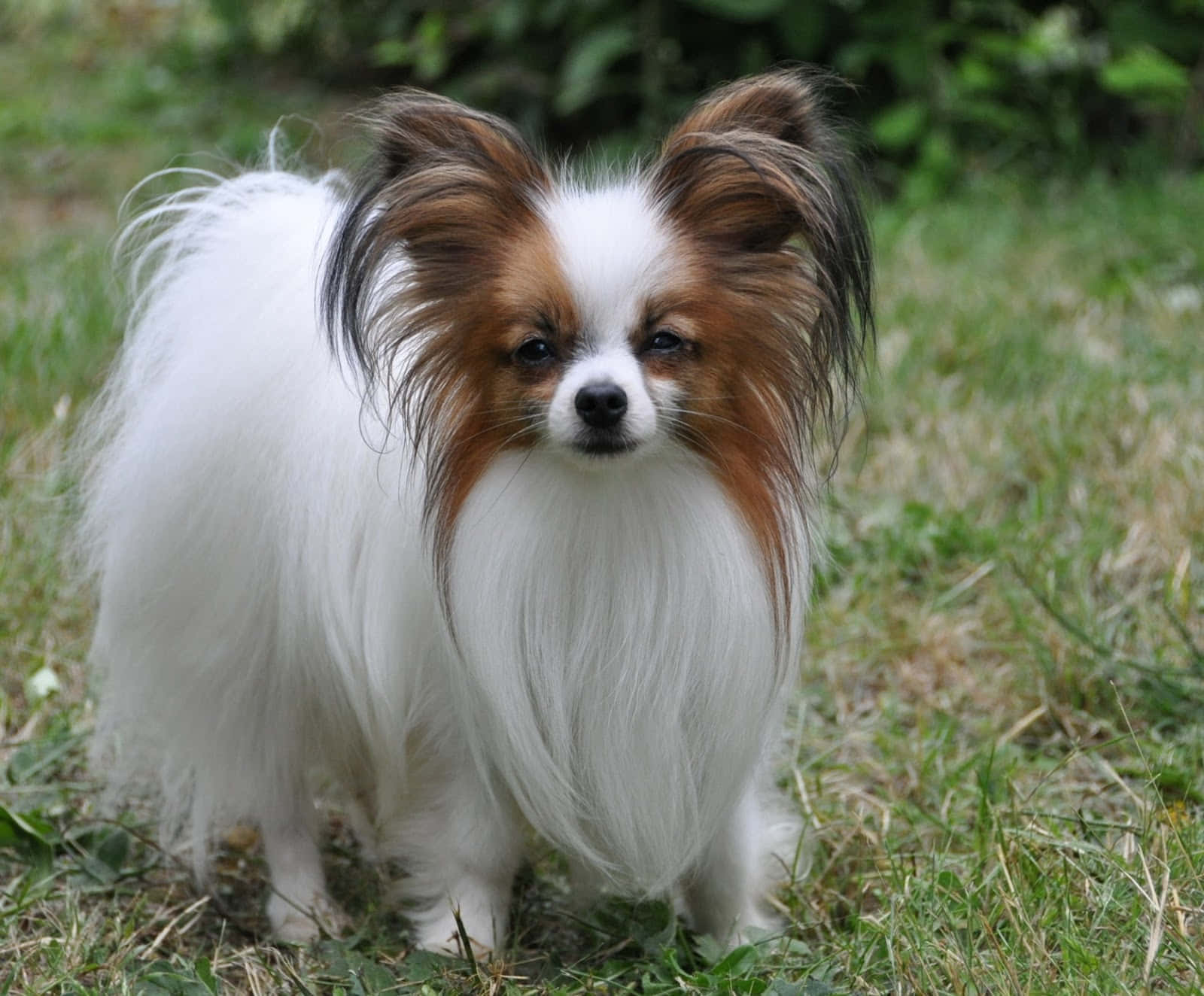 可愛小帕皮永犬照片 壁紙 — 一隻毛茸茸的白色和棕色蝴蝶犬在草地上警覺地站著，身後有綠色樹葉。