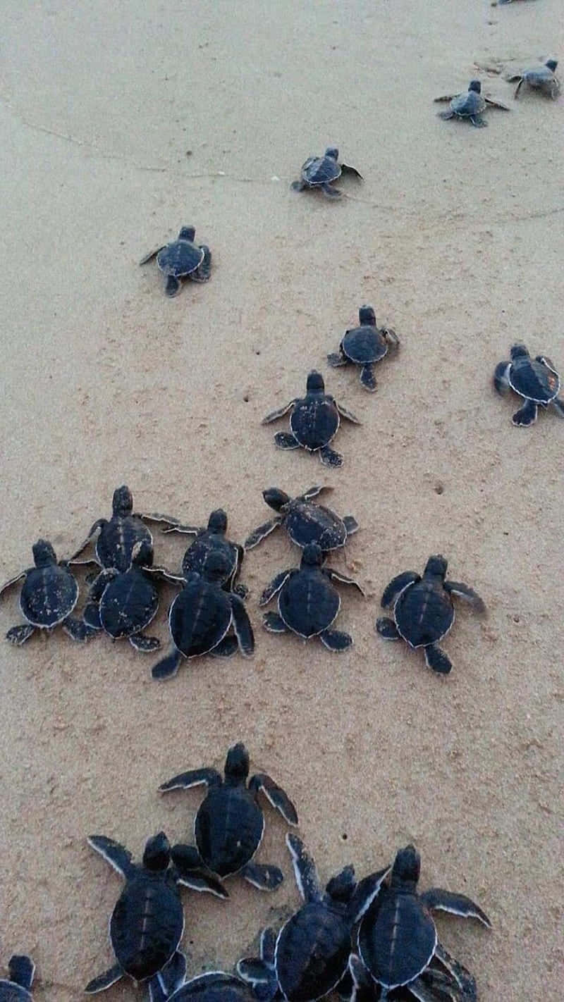 海龜寶寶在海灘上爬向海洋