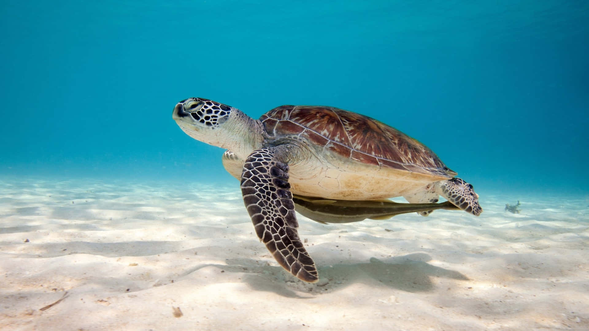 綠海龜在沙質海底上於清澈的藍色海水中游泳。