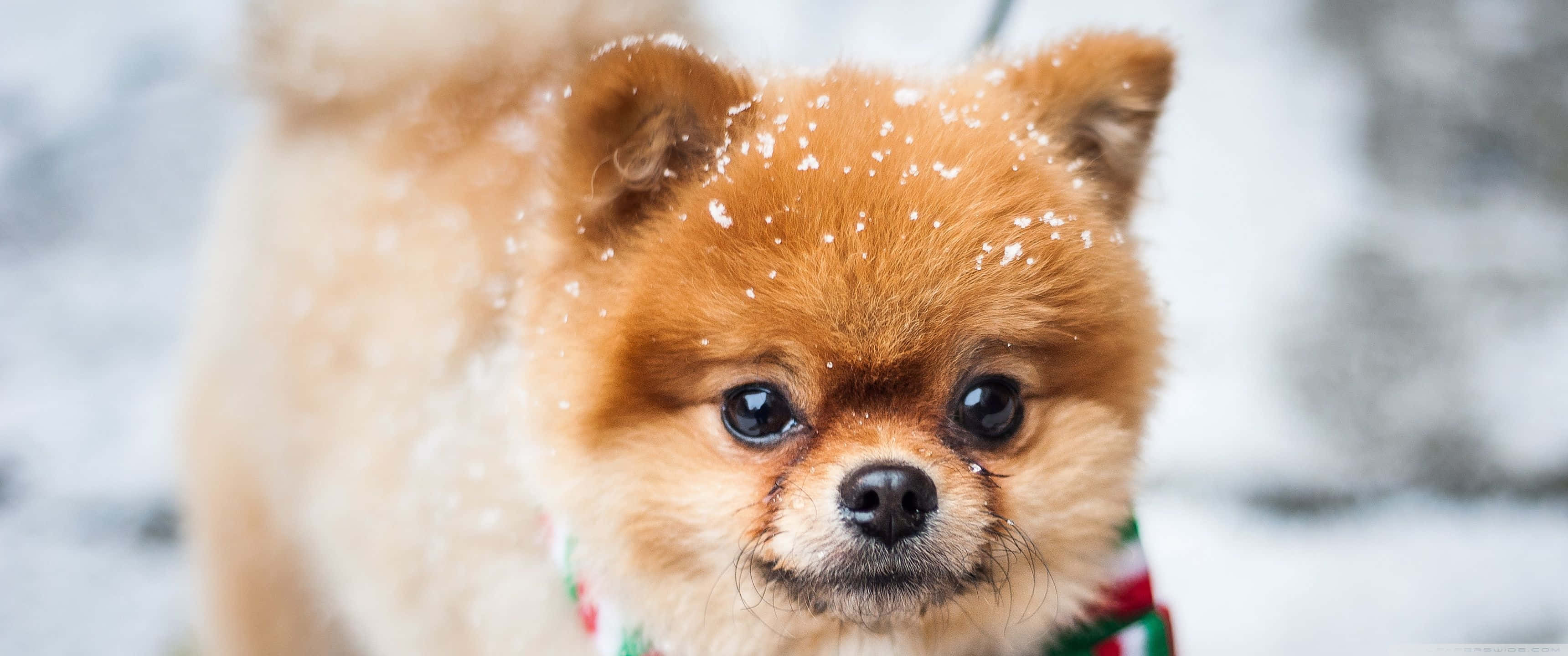可愛小狗享受冬雪 壁紙 — 一隻毛茸茸的博美犬，毛髮上沾有雪花，在雪白的冬日場景中直視鏡頭。