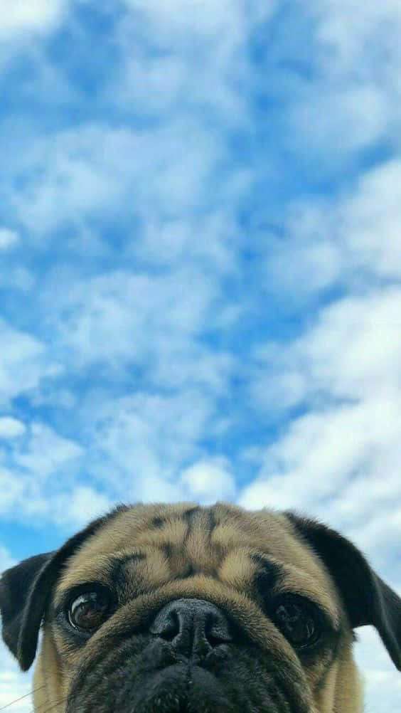 一隻八哥犬低頭看著相機，背後是多雲的藍天。