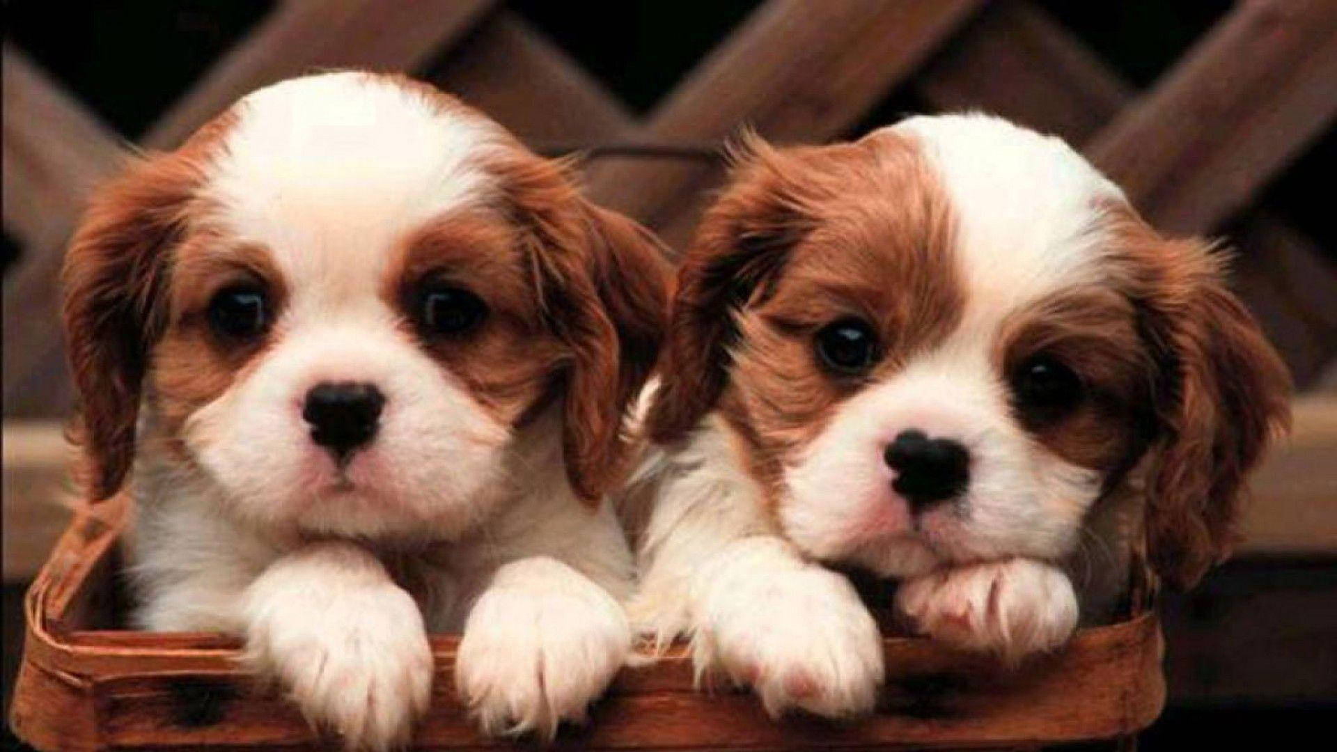 可愛小狗凝望遠方 壁紙 — 兩隻可愛的騎士查理王小獵犬幼犬，毛色棕白相間，好奇地從木籃邊緣探出頭來。
