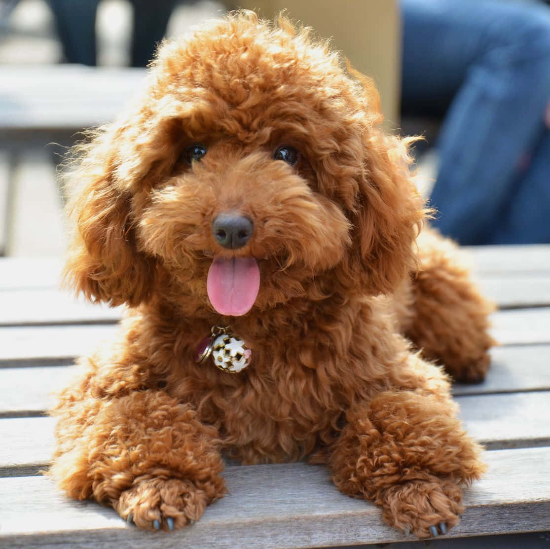 毛茸茸的棕色貴賓犬幼犬坐在木長椅上伸出舌頭 — 狗 壁紙
