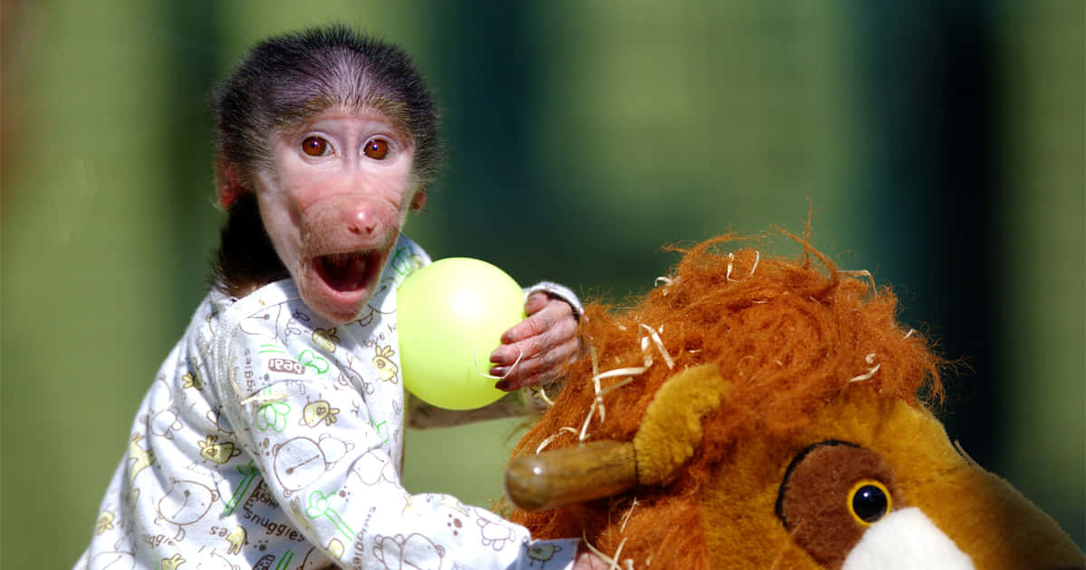 穿著連身衣的嬰兒猴子在獅子毛絨玩具旁邊拿著黃色氣球。