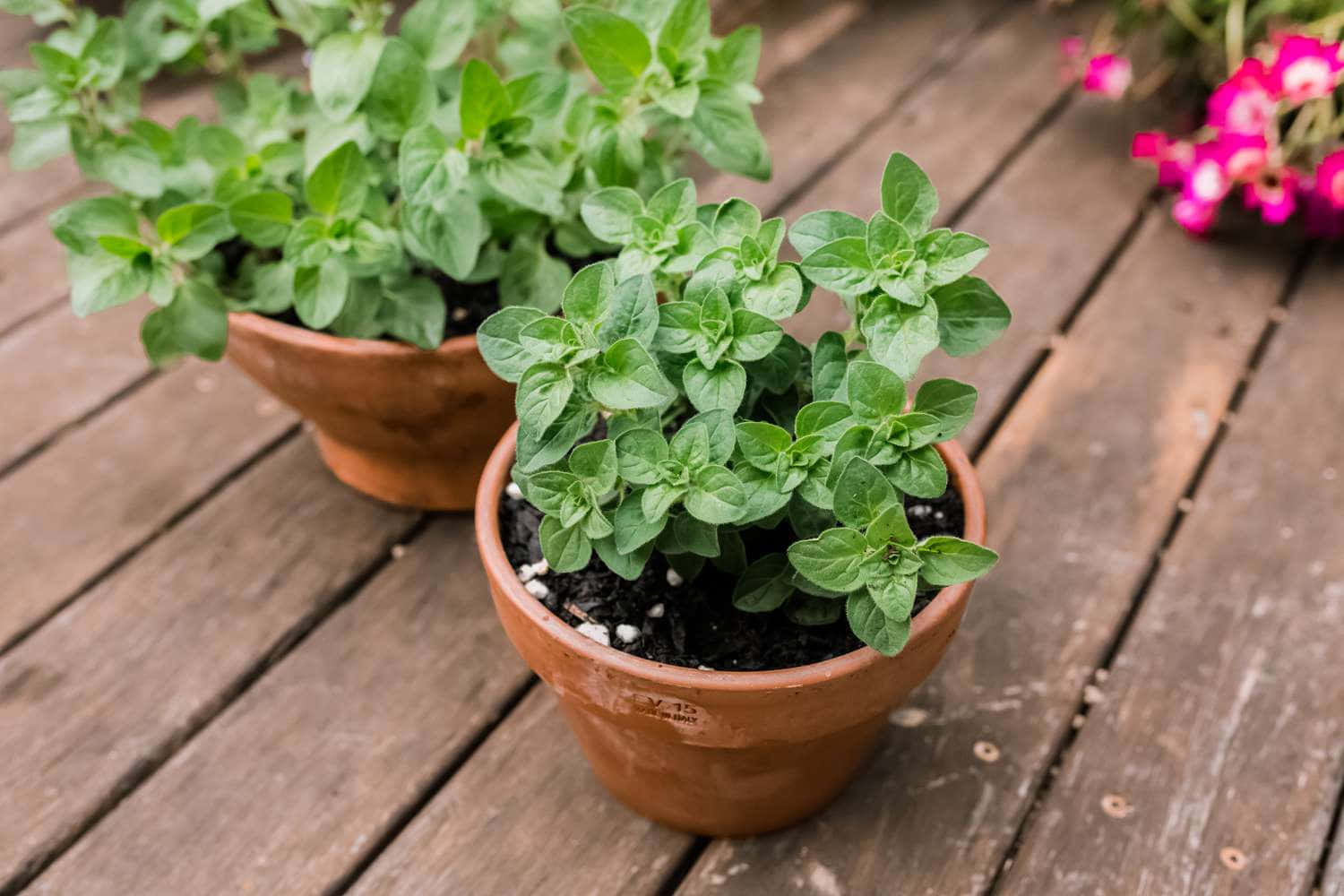 可愛小盆中的牛至植物 壁紙 — 兩個赤陶花盆種滿翠綠香草，放在經風化的木板上，旁邊有鮮豔的粉紅色花朵。
