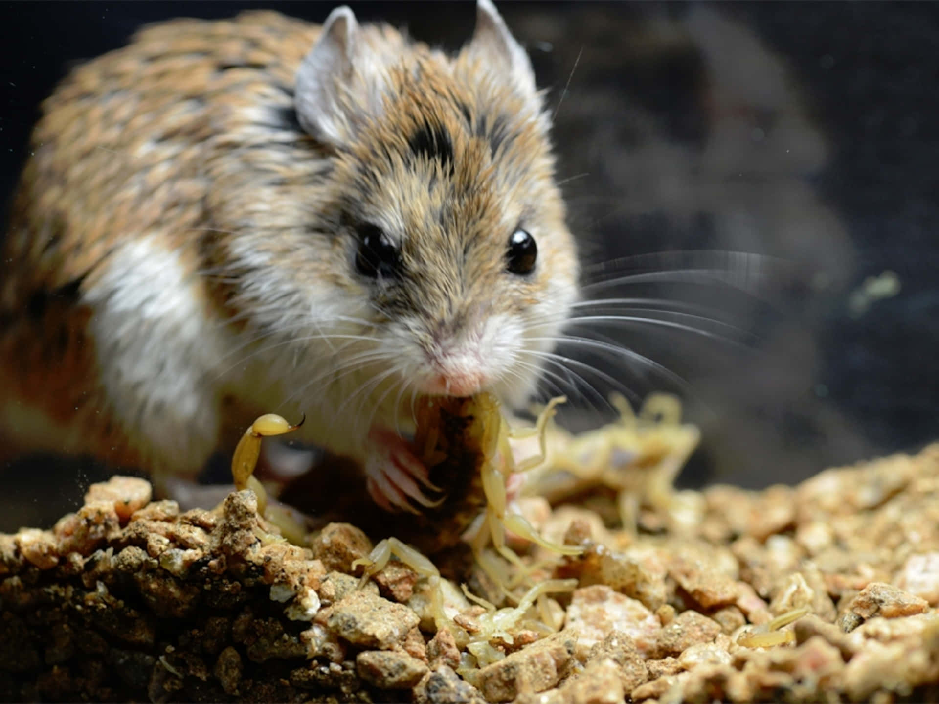 細小囓齒動物喺岩石上食蠍子