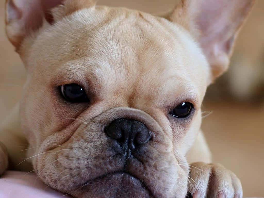 可愛小鼻子鬥牛犬幼犬圖 壁紙 — 淺黃褐色法國鬥牛犬特寫，大耳朵、深色眼睛，將頭靠在一隻手上。