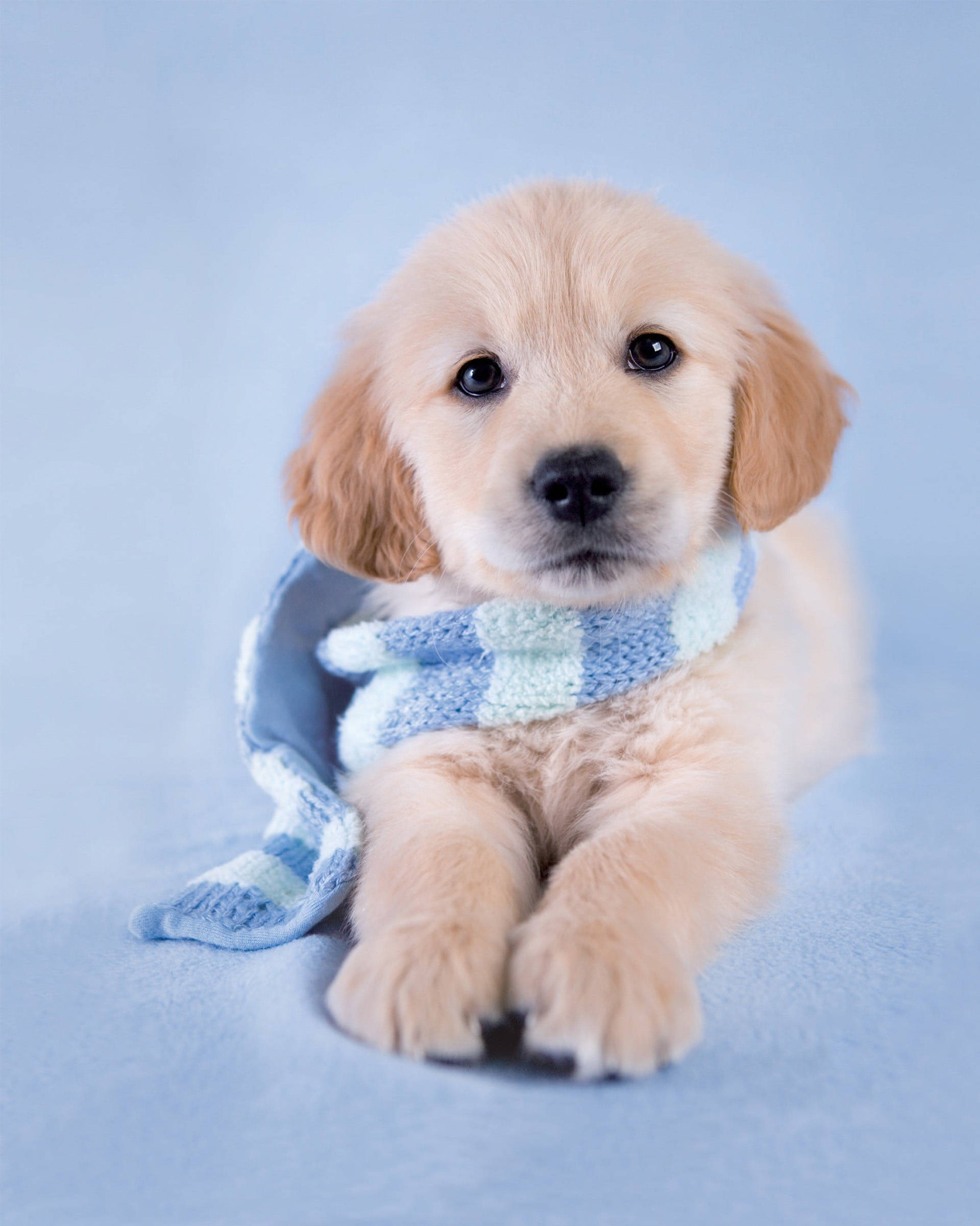 可愛展示級沙田犬幼犬 壁紙 — 一隻毛茸茸的金毛尋回犬幼犬，戴著藍白格仔針織圍巾，坐在柔軟的藍色表面上。