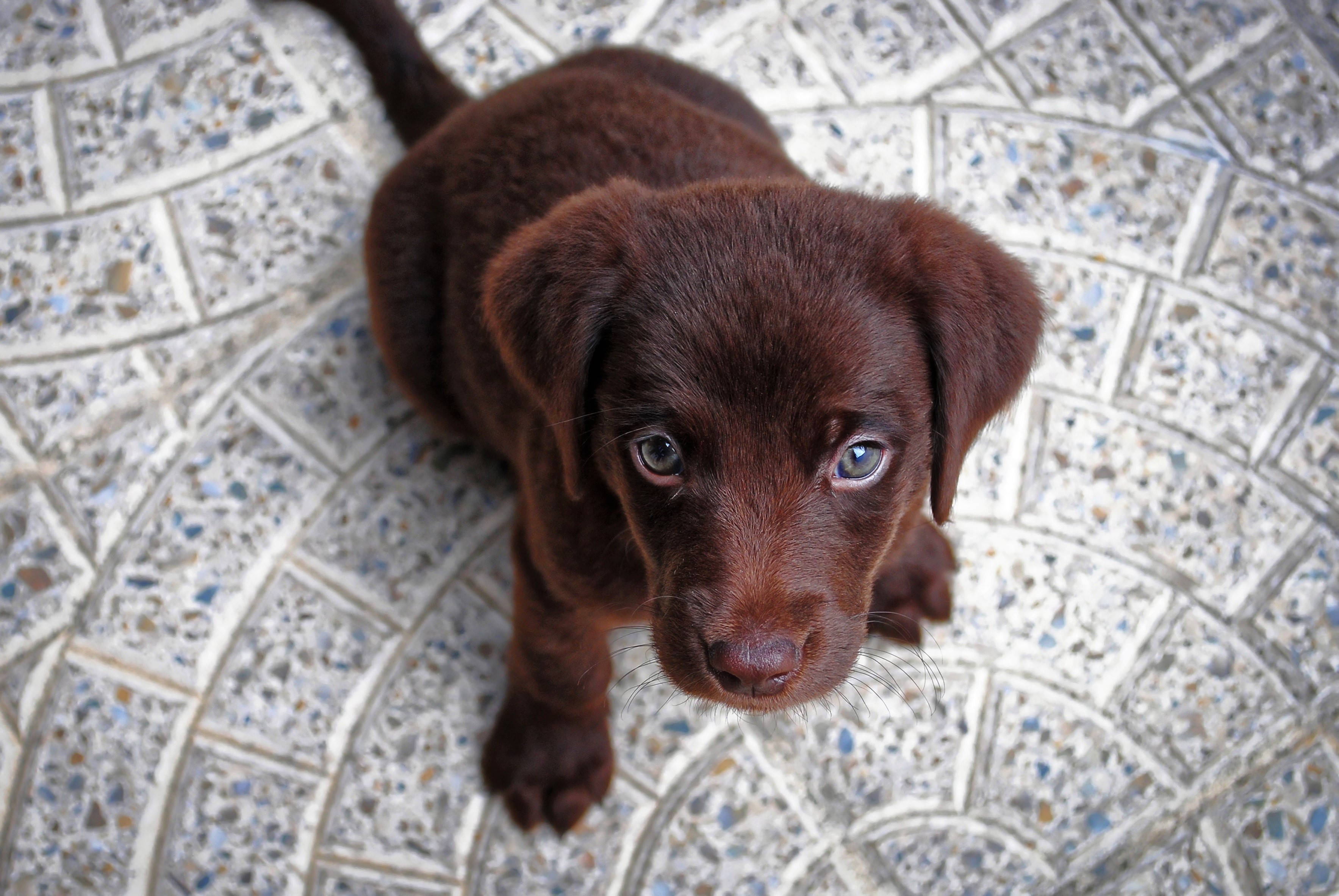 可愛巧克力拉布拉多幼犬 壁紙 — 一隻朱古力拉布拉多幼犬，擁有引人注目的藍色眼睛，從斑點瓷磚地板上抬頭仰望。
