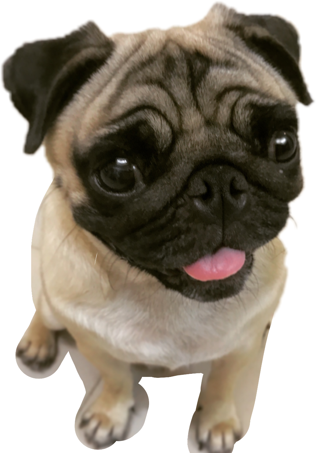 可愛巴哥犬抬頭仰望 壁紙