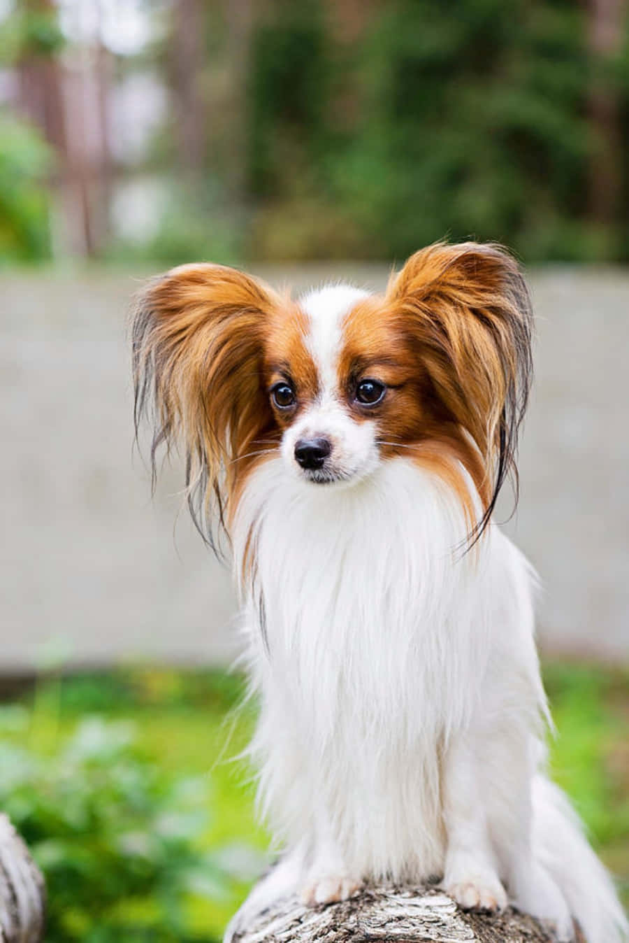 可愛帕皮龍犬手機壁紙 壁紙 — 一隻毛茸茸的白色和棕色蝴蝶犬，有大耳朵，警覺地坐在綠色戶外環境中的樹樁上。