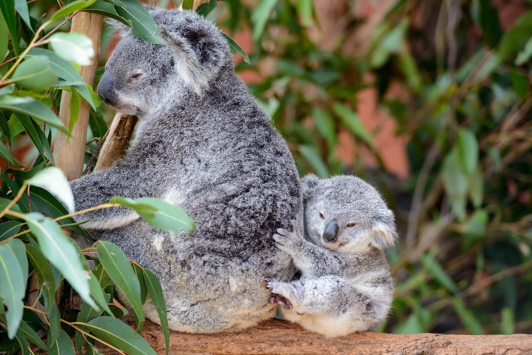 可愛幼年動物 壁紙 — 樹熊媽媽懷抱緊貼其毛髮的樹熊寶寶，棲息於被綠色尤加利葉環繞的樹枝上。