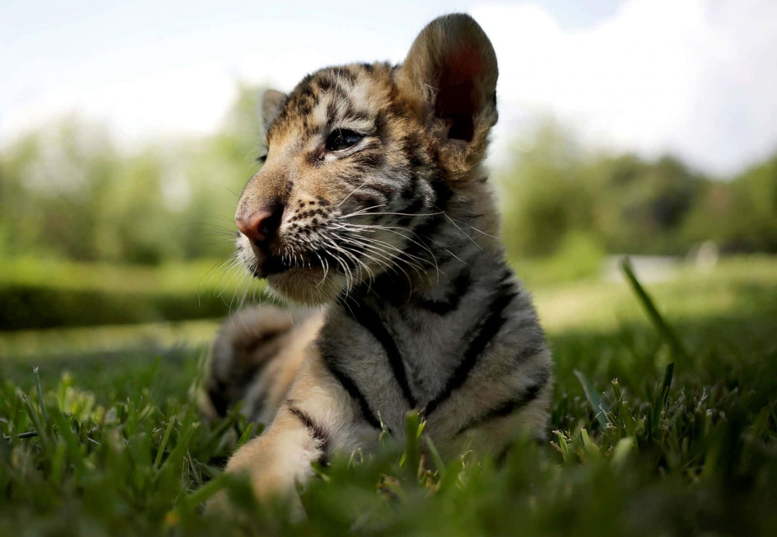 可愛幼年動物 壁紙 — 一隻年幼老虎在柔和的日光下，躺在鮮綠的草地上休息，背景是模糊的森林。