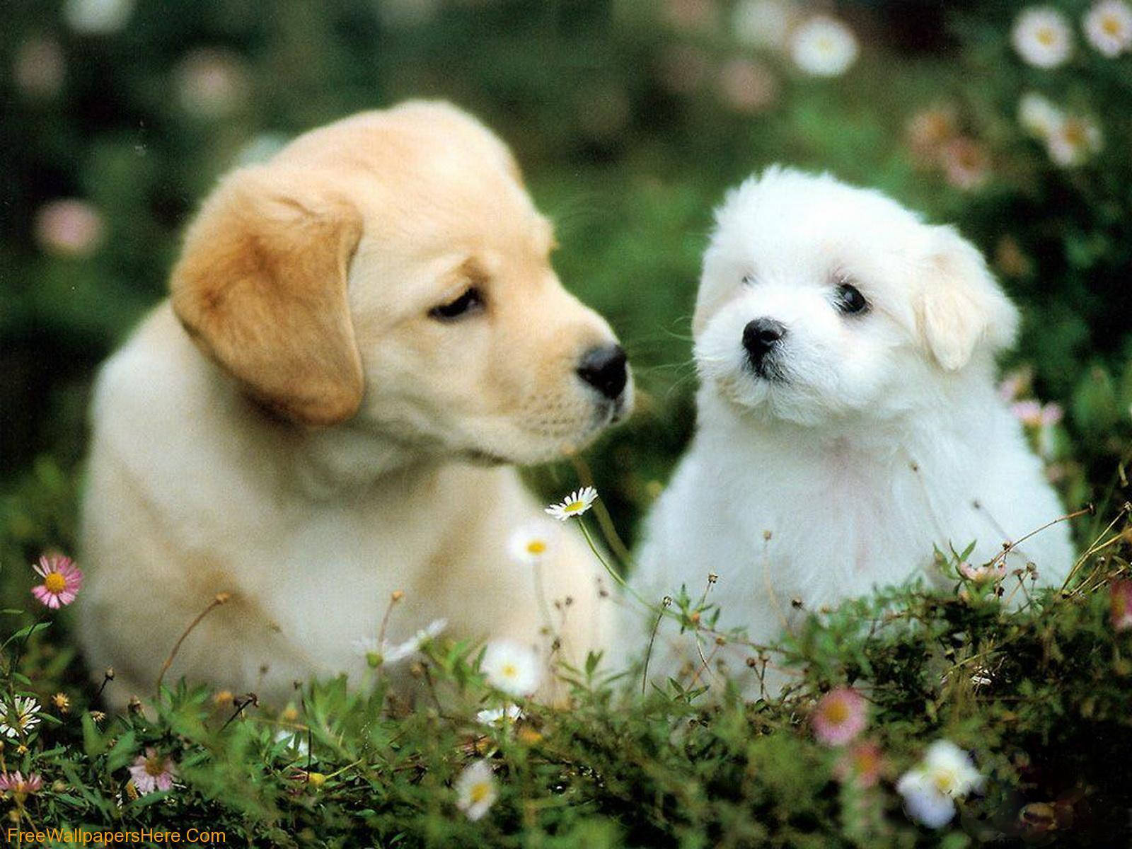 可愛幼犬享受陽光 壁紙 — 兩隻可愛的小狗，一金一白，緊挨著坐在野花叢中，互相凝視。