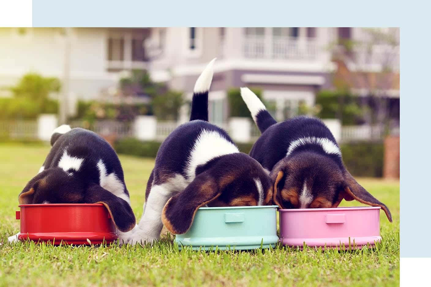 三隻比格犬幼犬在草地上從彩色碗中進食。