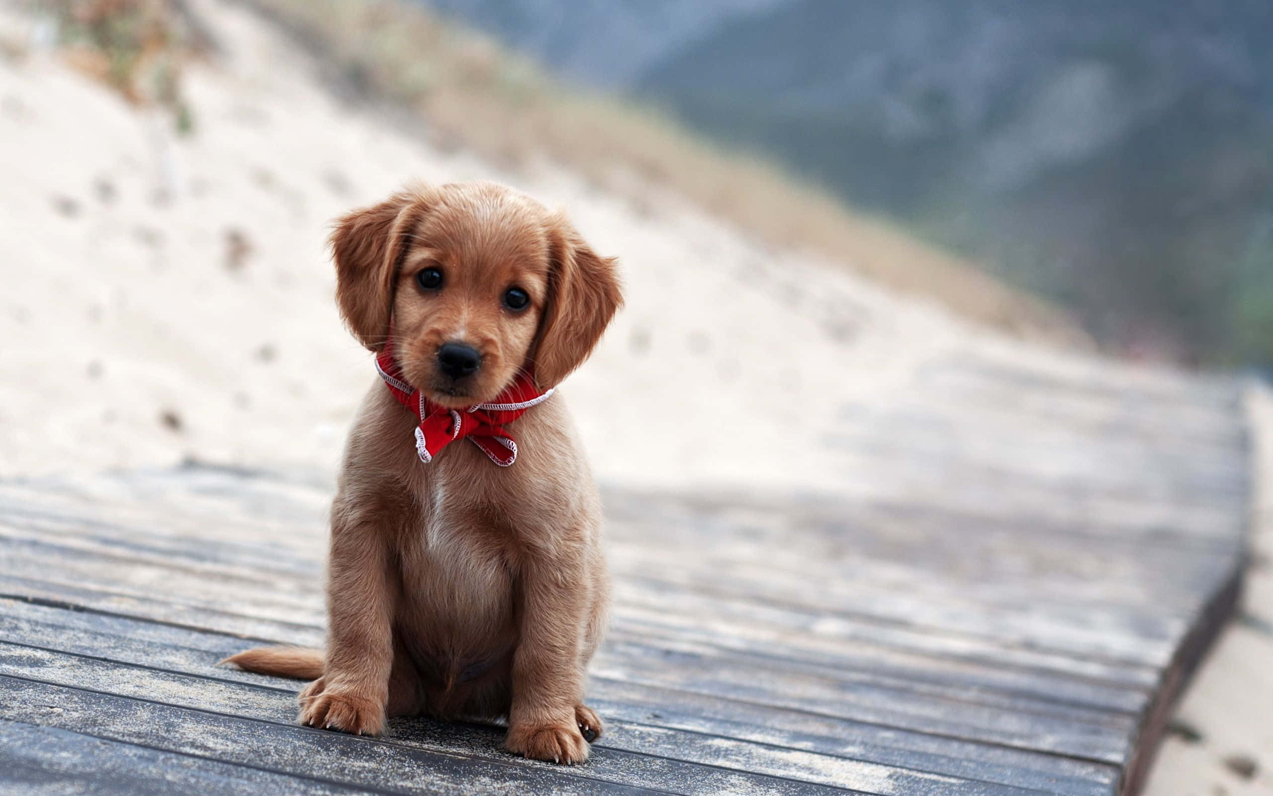 可愛幼犬坐在墊子上 壁紙 — 一隻毛茸茸的金色小狗戴著紅色蝴蝶結，專注地坐在沙丘附近風化的木棧道上。