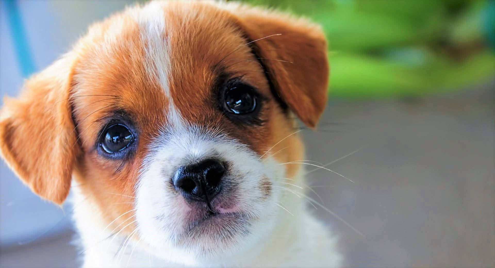 可愛幼犬嬰兒臉龐 壁紙 — 一隻可愛的棕白色小狗的大特寫，有著大大的深色眼睛，直視鏡頭。