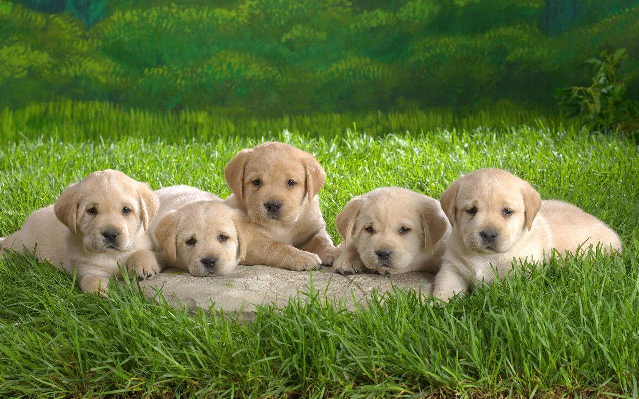可愛幼犬專注凝視 壁紙 — 五隻可愛的黃色拉布拉多幼犬在明亮的日光下，一起在充滿活力的綠色草地中的石頭上休息。