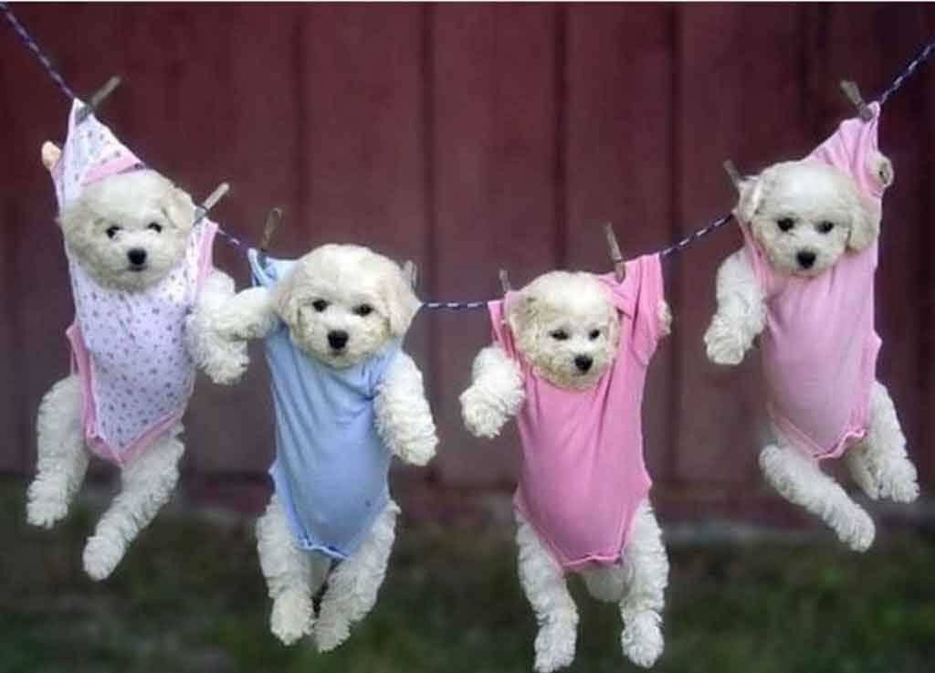 可愛幼犬懸掛於桌面 壁紙 — 四隻毛茸茸的白色小狗穿著彩色連身衣，用木夾掛在晾衣繩上，背景是紅色柵欄。