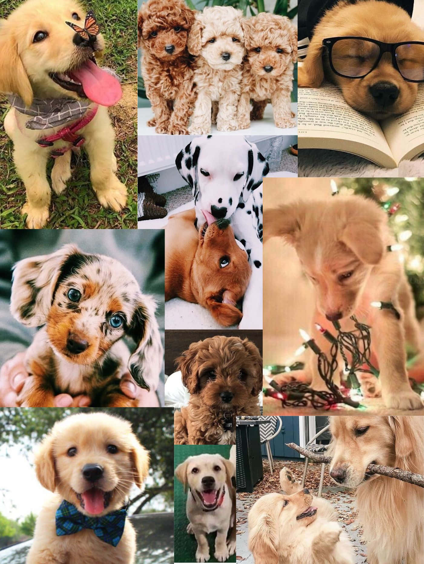 可愛幼犬拼貼 壁紙 — 一幅歡樂的拼貼畫，展示可愛的小狗在各種玩耍和舒適的時刻，配有節日燈光和裝飾品。