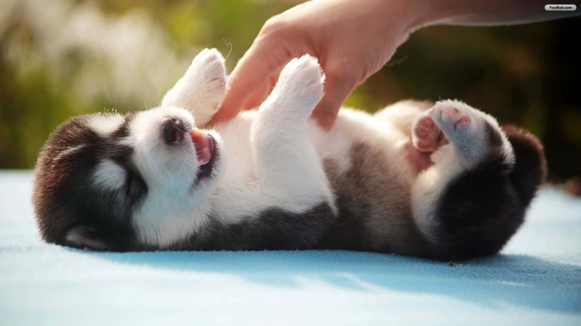 可愛幼犬窩在毯子上安睡 壁紙 — 一隻快樂的哈士奇幼犬仰躺在藍色毯子上，爪子向上，一隻手在溫暖的陽光下輕輕撫摸牠的肚子。