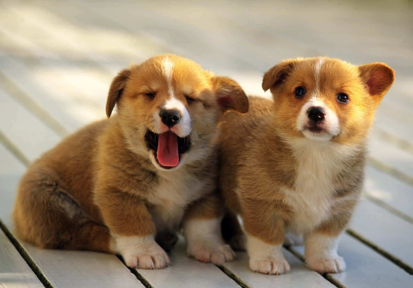 可愛幼犬臉龐的畫面 壁紙 — 兩隻可愛的哥基幼犬，一隻張大嘴打哈欠，另一隻在陽光普照的木甲板上警覺地看著。