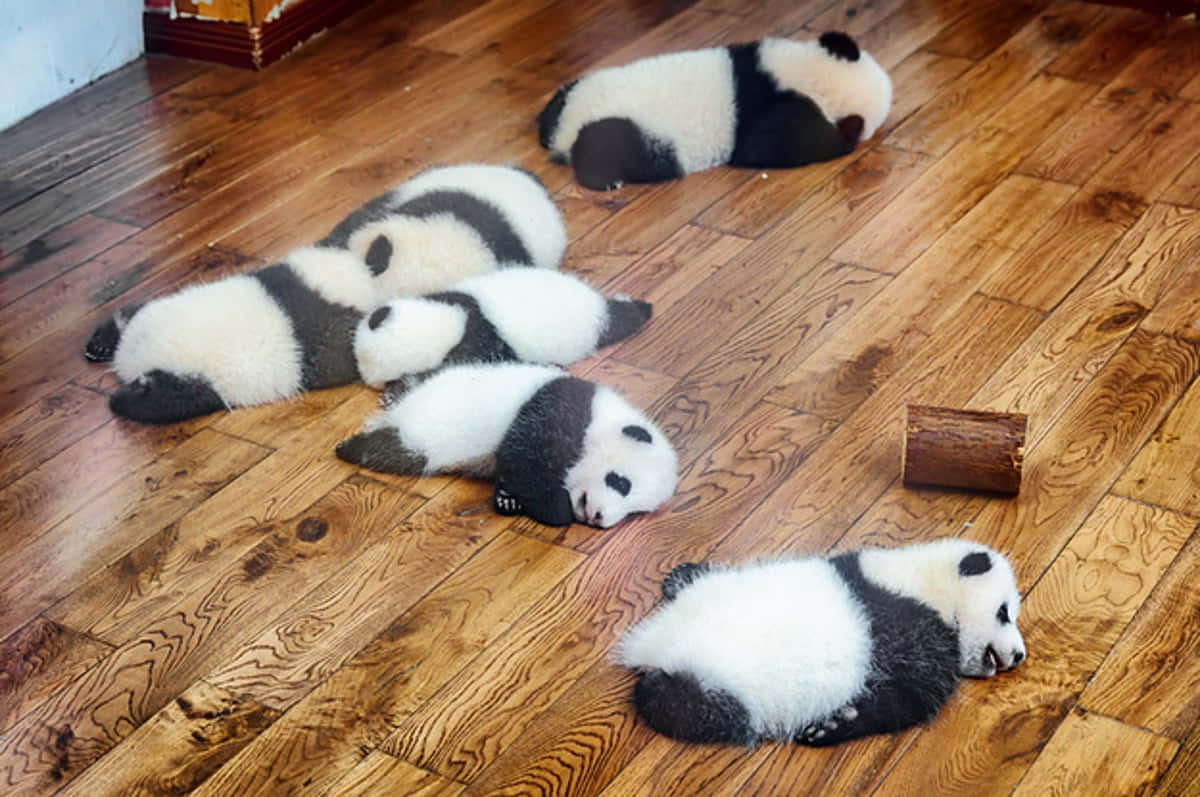 可愛幼獸 壁紙 — 五隻毛茸茸嘅熊貓BB喺溫暖嘅木地板上蜷縮住瞓覺，其中一隻喺細木頭附近。
