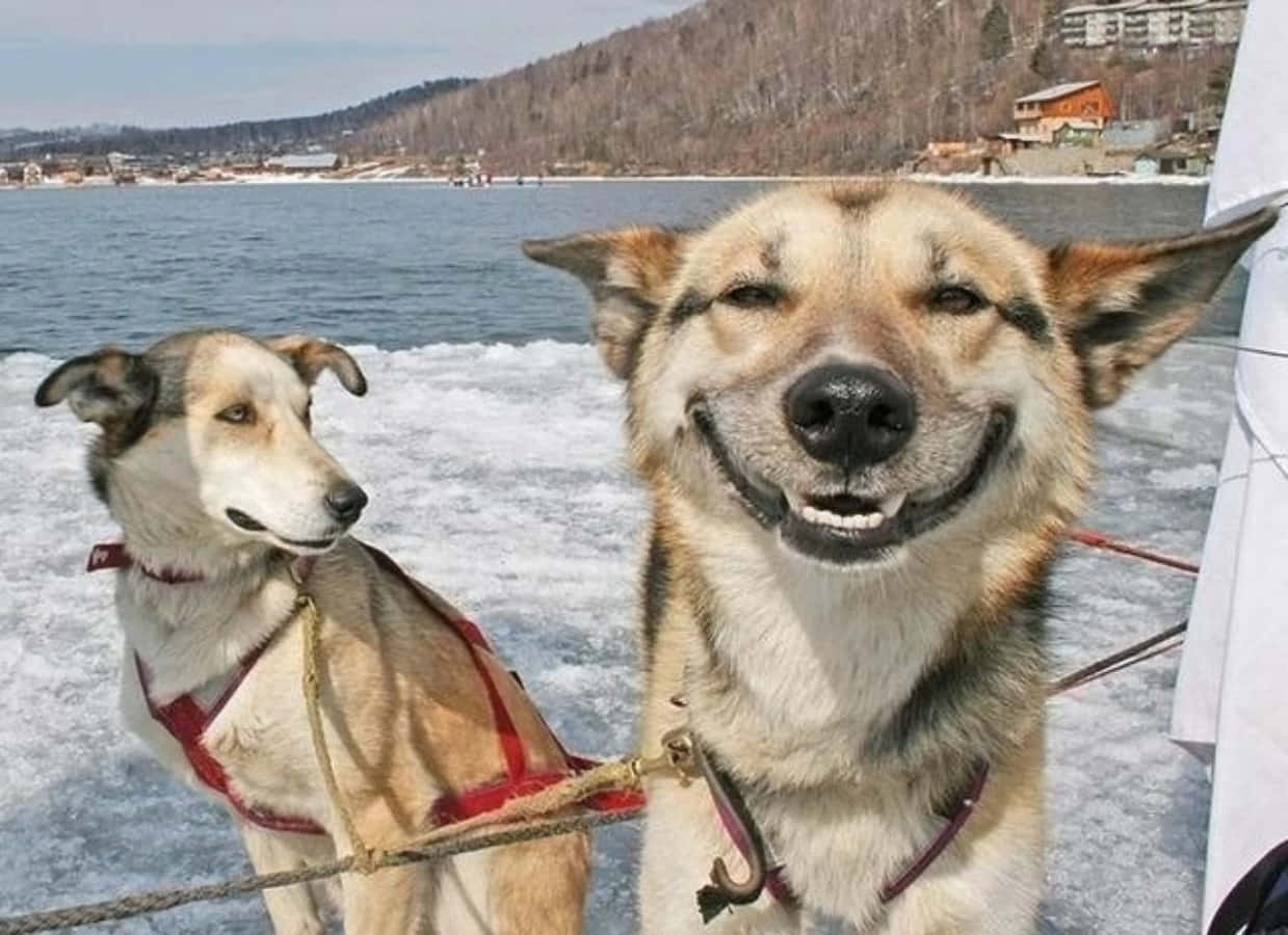 兩隻微笑的雪橇犬在結冰的湖上穿著挽具